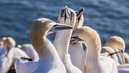 欧冠数据统计分析-【英超】中锋2球韦尔纳助攻+中楣 切尔西3比0西汉姆