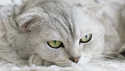 选人难，被选也难！疫情之下NBA选秀大变样