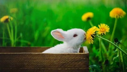 欧冠进球数预测-W1D3每日TOP5：Assum灵巧微步，莲花绽放斩双敌